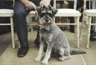 The Sun Pavilion, Harrogate Wedding Photographer